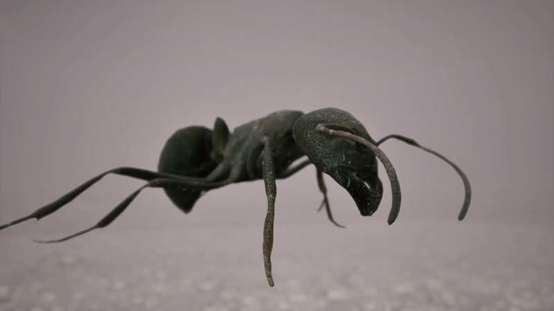 Ants  蚂蚁