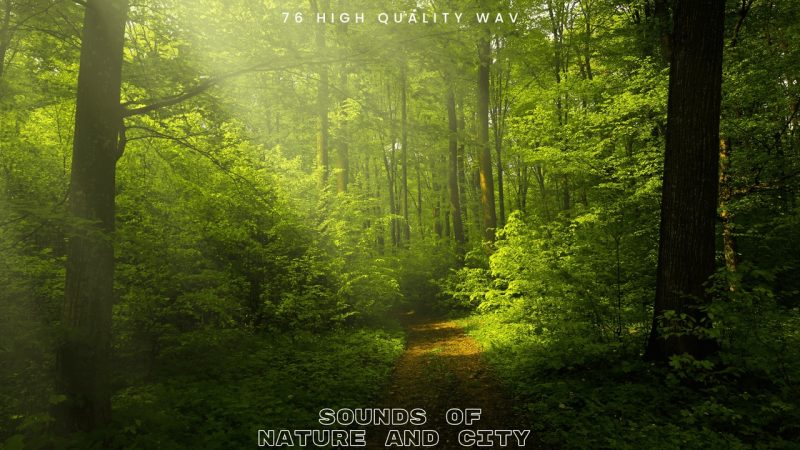 自然与城市音效包 – Sound Of Nature and City SFX Pack
