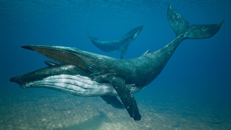 座头鲸3D模型 – Humpback Whale