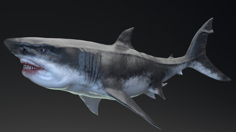 巨齿鲨 – 海怪系列5 | MEGALODON – Sea Monster Series 5
