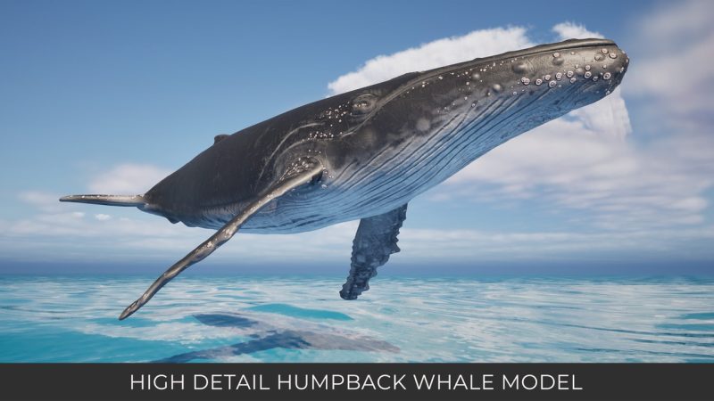动画座头鲸 – Animated Humpback Whale