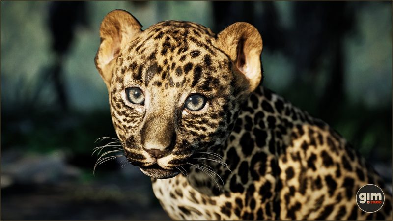 动物模型 – 幼豹 (Animalia – Leopard young)