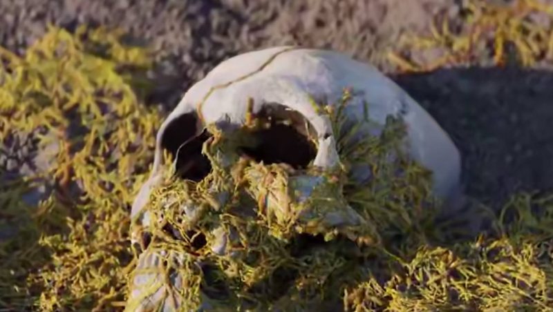 程序化真菌生长- Procedural Fungus Growth