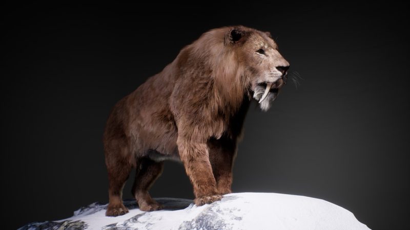 剑齿虎 – The Sabertooth